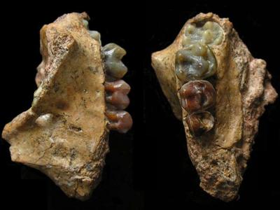 《人类进化杂志》：中国西南部发现最古老的长臂猿化石