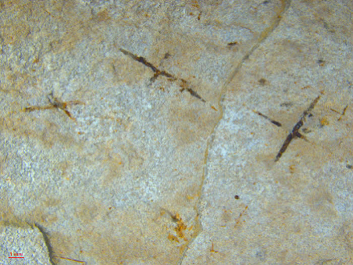 �˹�ҵ���ｨ�輯��Ժʿ�Ŷ�������״η��ִ��������ż�