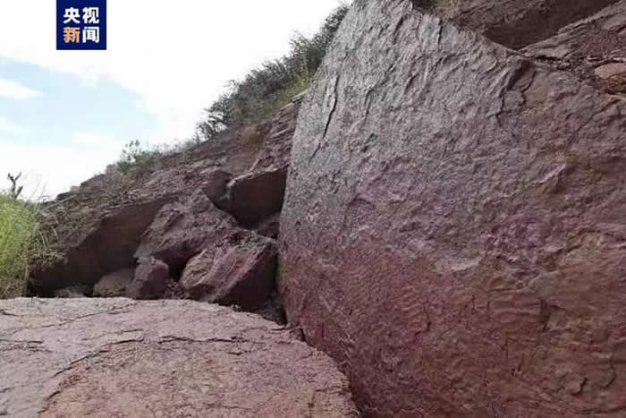福建省龙岩市上杭县发现罕见正负模(对板)保存的恐龙足迹化石