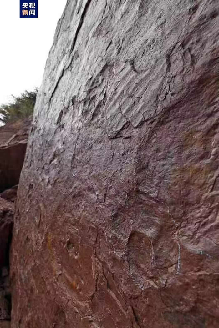 福建省龙岩市上杭县发现罕见正负模(对板)保存的恐龙足迹化石