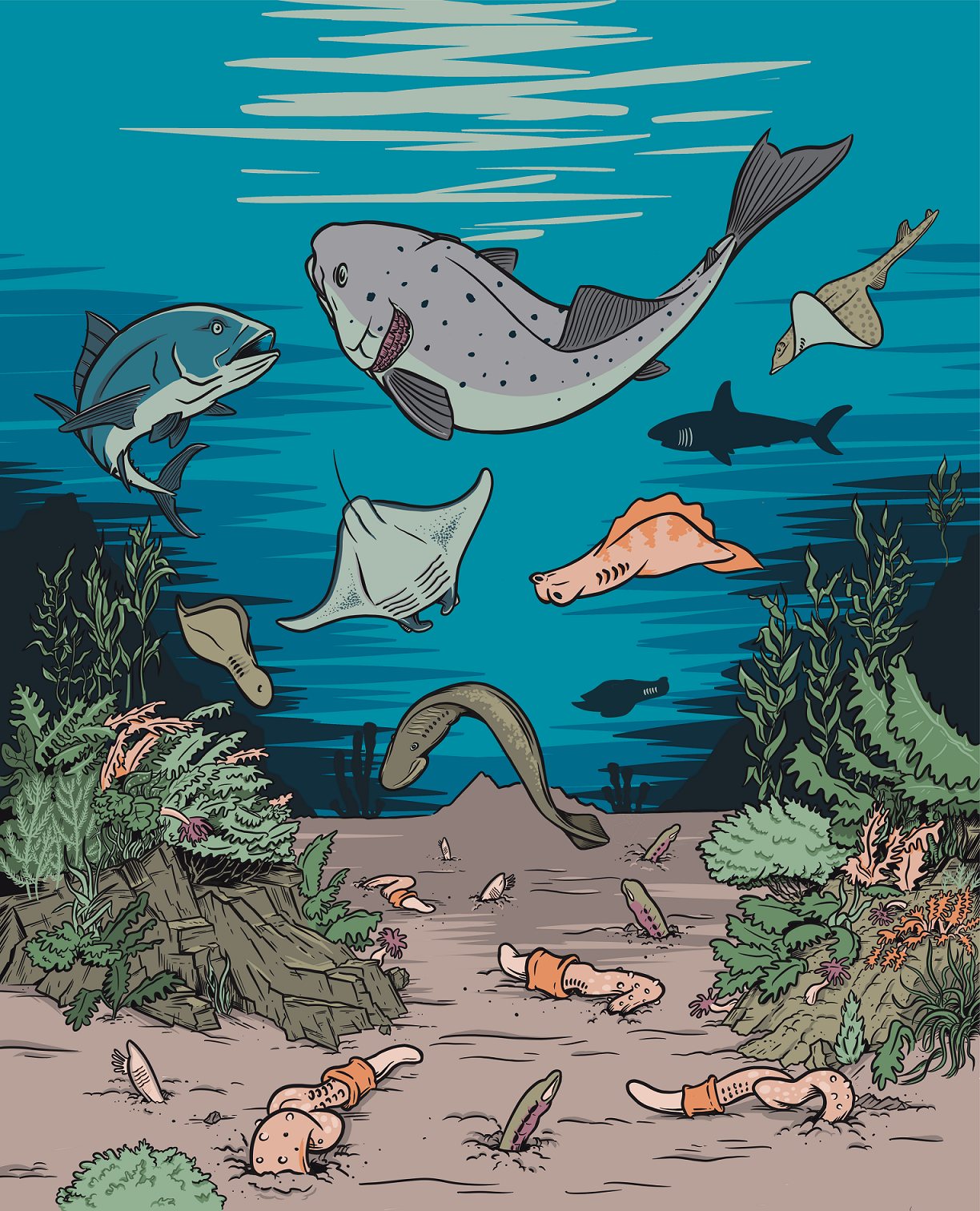 《自然》杂志：新研究为鱼鳃的进化史引入新章节