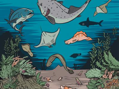 《自然》杂志：新研究为鱼鳃的进化史引入新章节