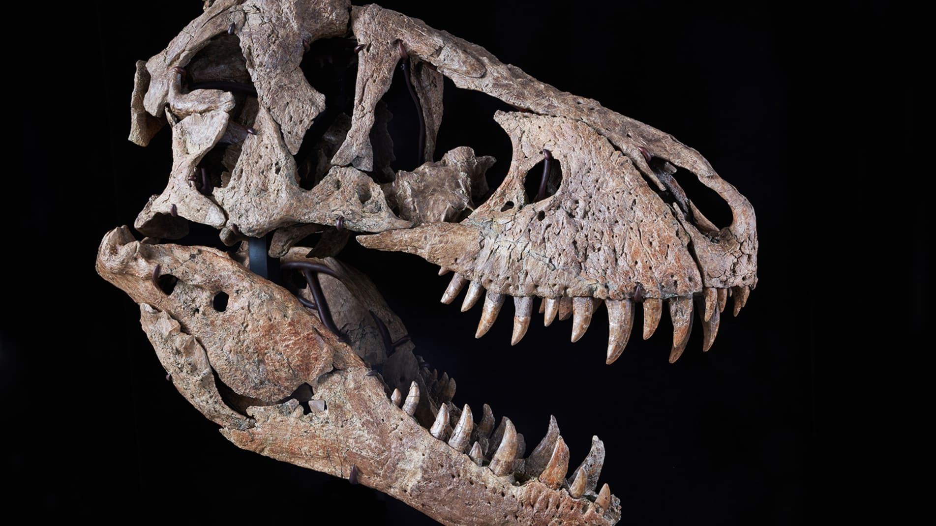 佳士得拍卖行撤下“霸王龙”化石标本拍卖 委托方称“需要进一步研究”。