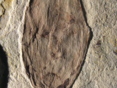 中国科学家发现白垩纪最早花蕾“凌源古蕾”