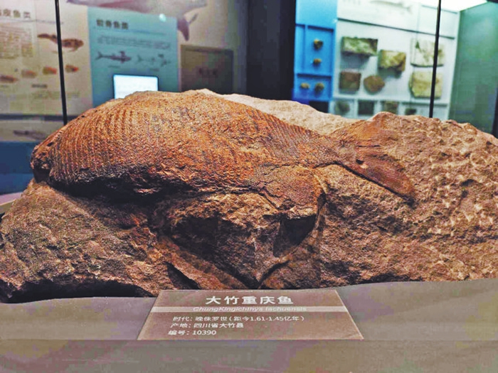 成都自然博物馆(成都理工大学博物馆)正式对公众开放