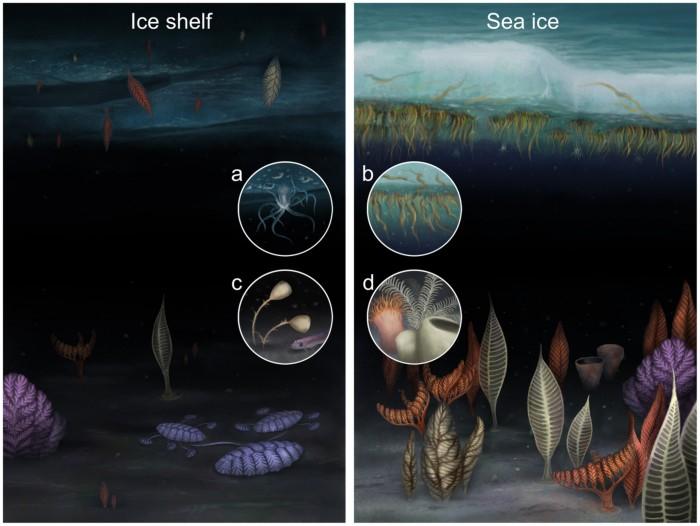 极地海洋生物惊人的生存技术有助于解释地球上最早的动物可能的更早进化
