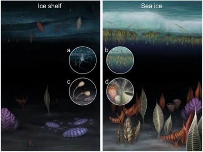 极地海洋生物惊人的生存技术有助于解释地球上最早的动物可能的更早进化