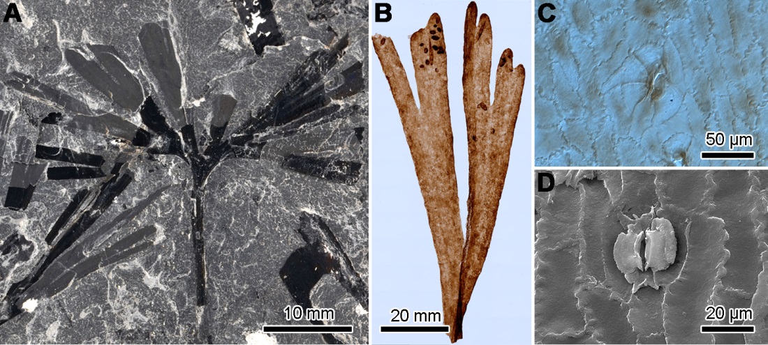 冯卓团队首次为地质历史时期植内产卵昆虫的生殖生物学和行为学提供直接化石证据