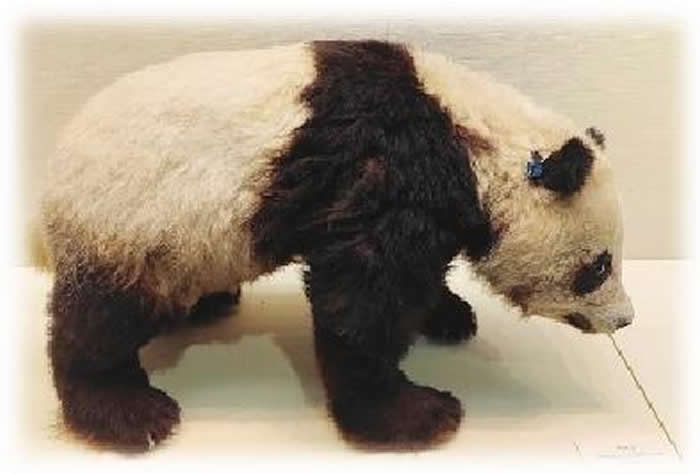 ���ع�������è��ǰ������