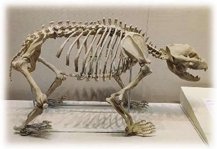 ���ع�������è��ǰ������