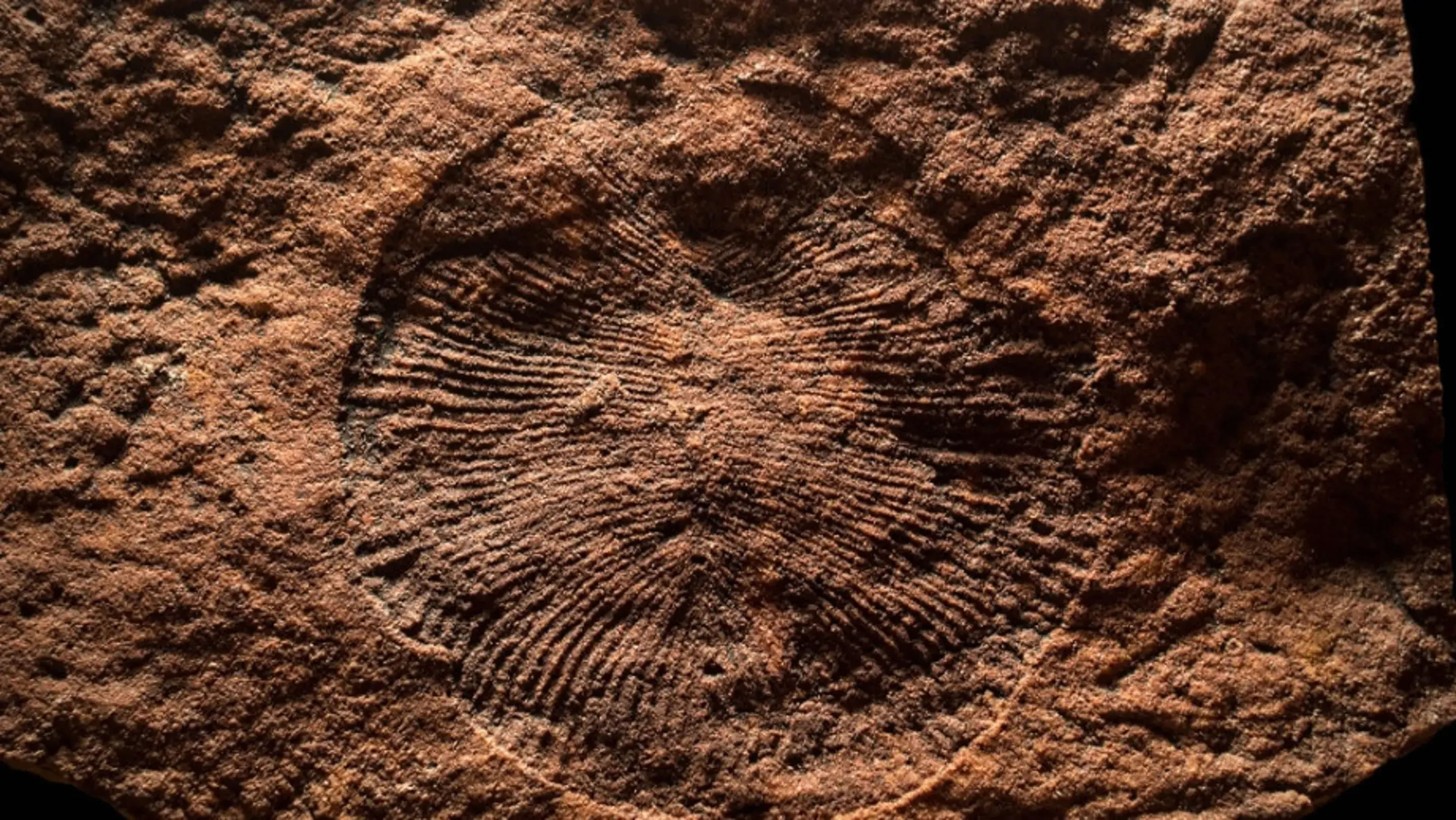 5.58亿年前的金伯拉虫化石中发现最古老的食物遗迹