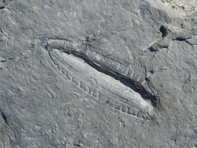 埃迪卡拉生物群发现世界上最古老的一餐 距今5.58亿年