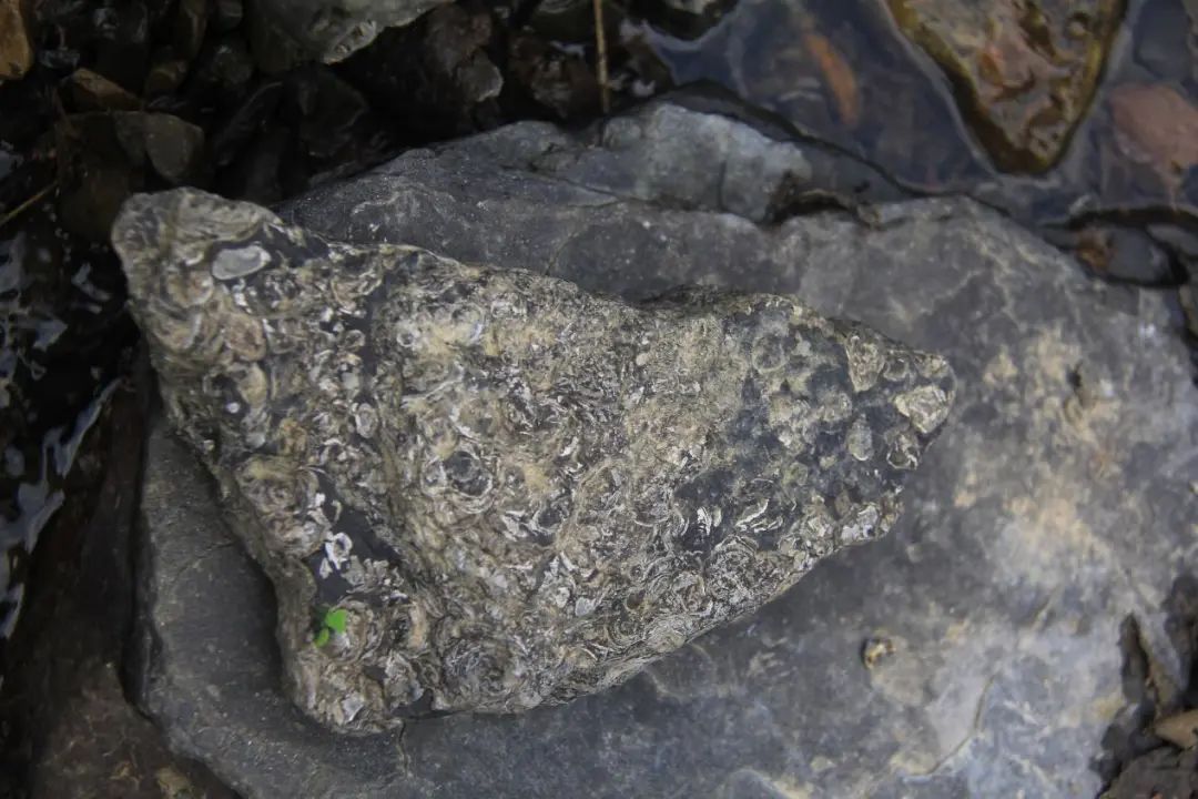 ٪�޼͹����ﻯʯ������������