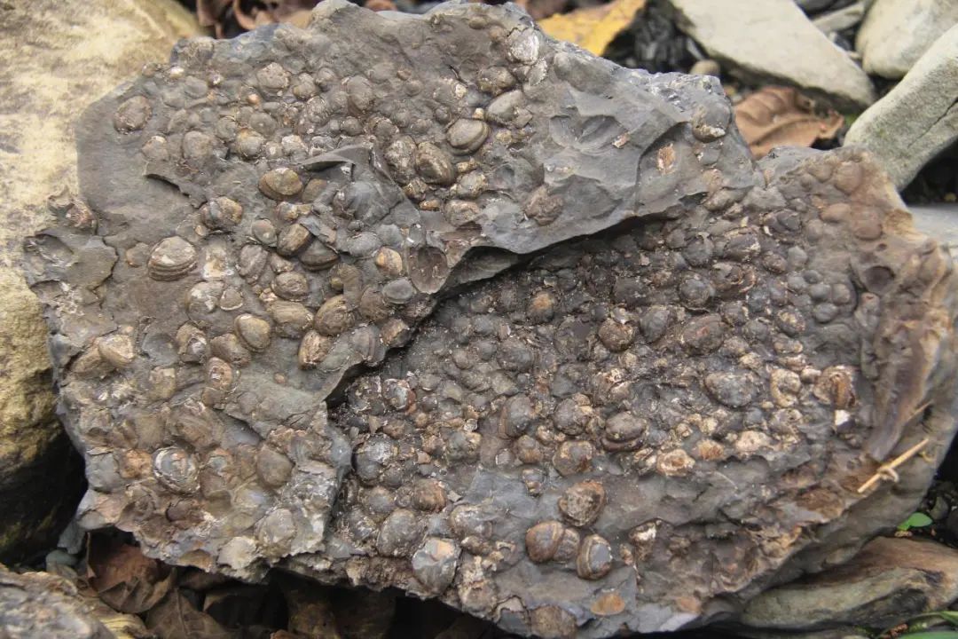 ٪�޼͹����ﻯʯ������������