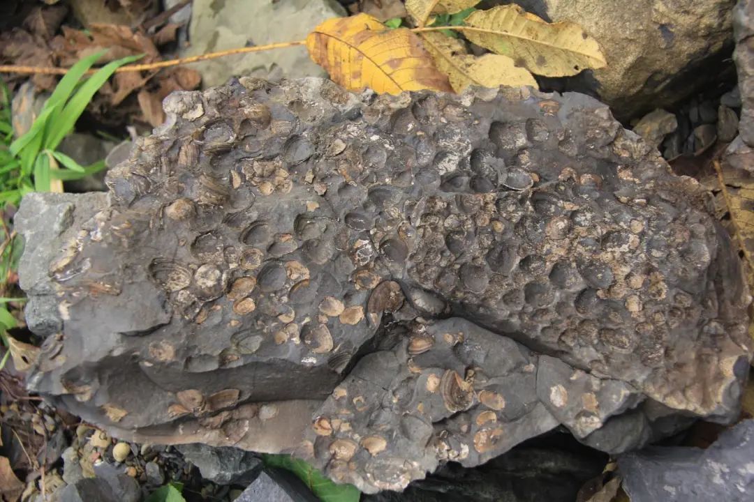 ٪�޼͹����ﻯʯ������������