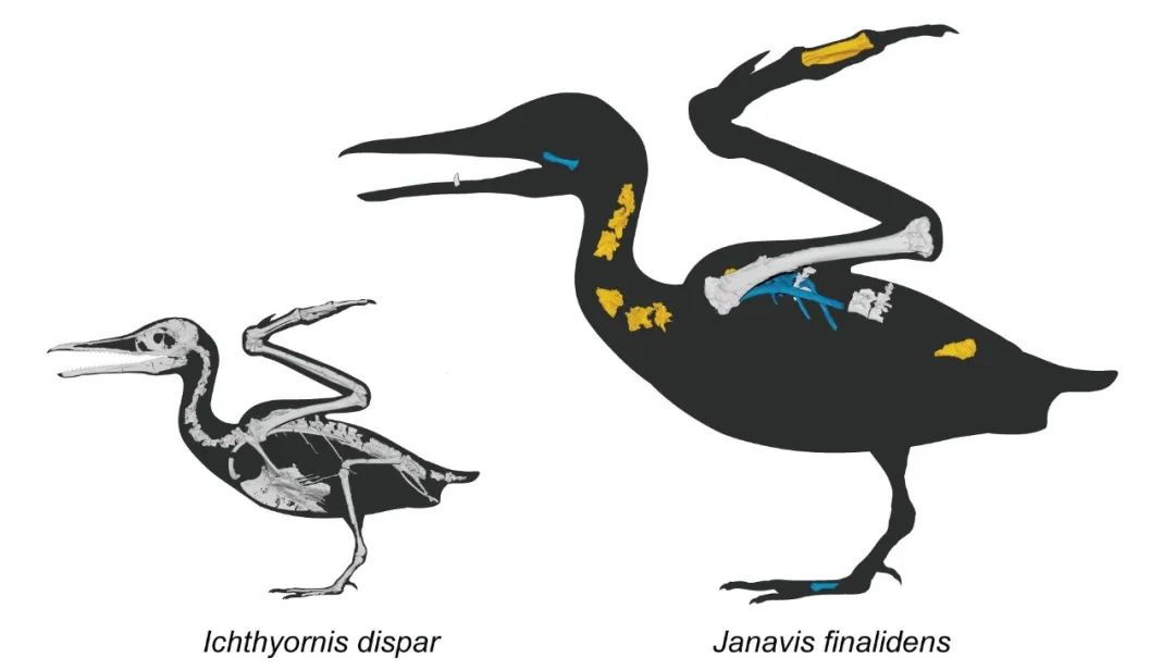 ������6700����ǰ��ʷǰ����Janavis finadens�߸����������