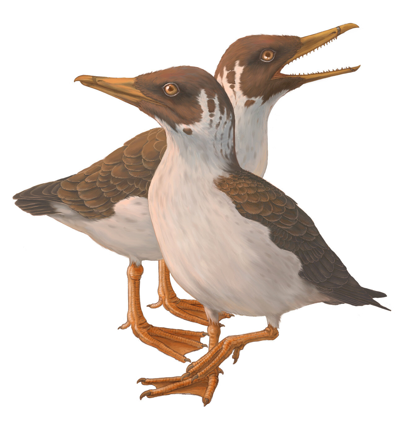 ������6700����ǰ��ʷǰ����Janavis finadens�߸����������