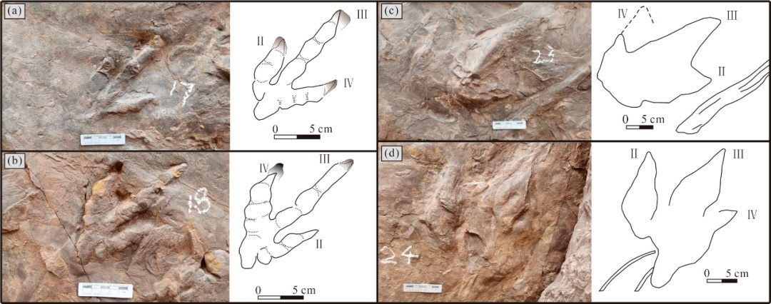 ���ز����п��������ֵ����ص�һö٪�޼��޽�������㼣����ʽ����Ϊ�������ν���