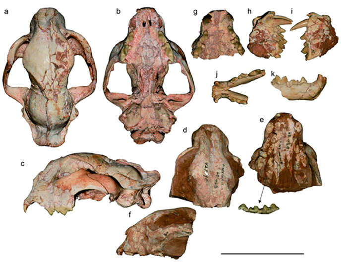 甘肃兰州盆地发现大量中小型剑齿虎类 揭示后猫类动物的系统演化