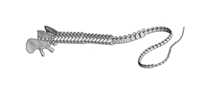 ������β��û�г����� �ٶ����33��ÿ��