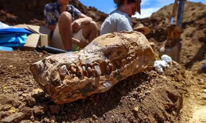 澳大利亚昆士兰发现1亿年前海洋生物薄板龙的化石遗骸