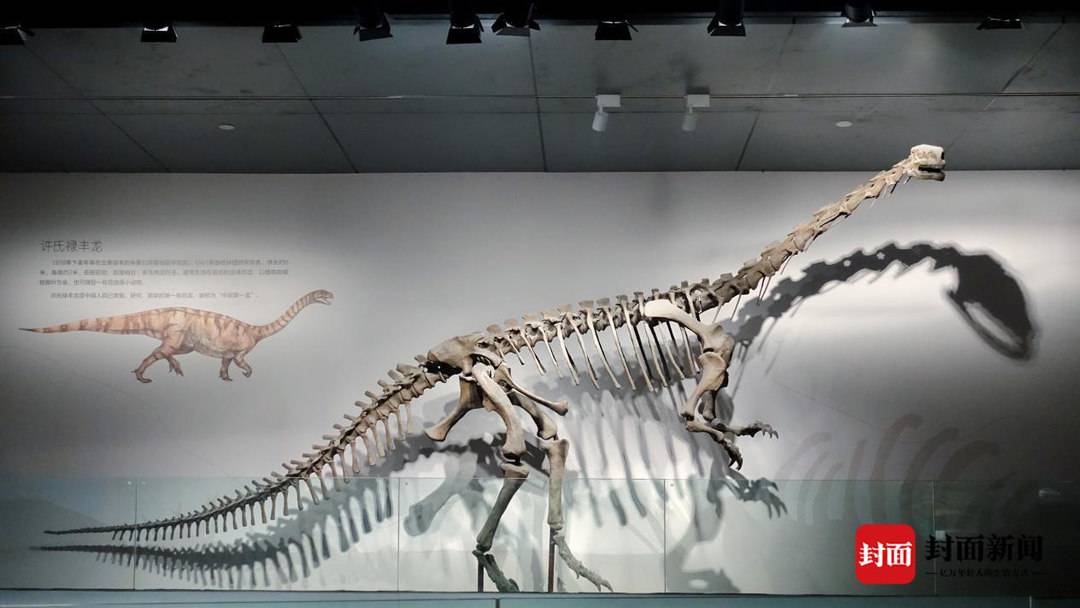 四川自贡恐龙博物馆恐龙探秘馆即将试运行焦氏峨眉龙化石将揭示“真身”
