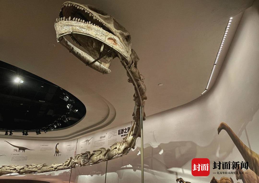 四川自贡恐龙博物馆恐龙探秘馆即将试运行焦氏峨眉龙化石将揭示“真身”