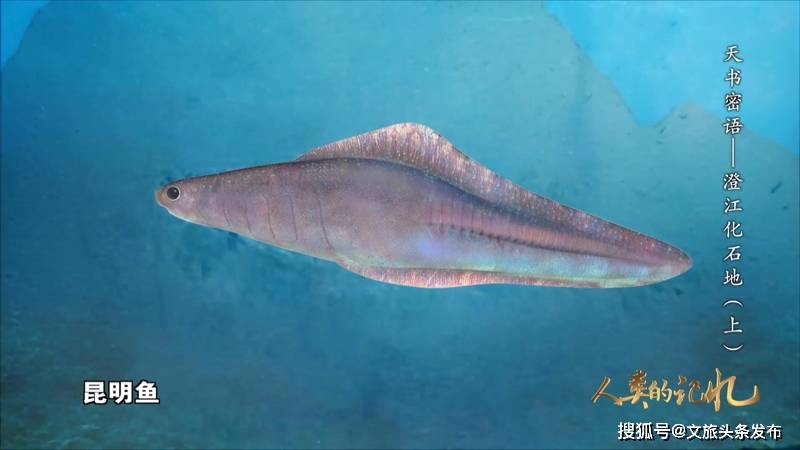 ������������ν���ʯ�ء�����12��26�պ�27����CCTV��4���Ĺ���Ƶ������