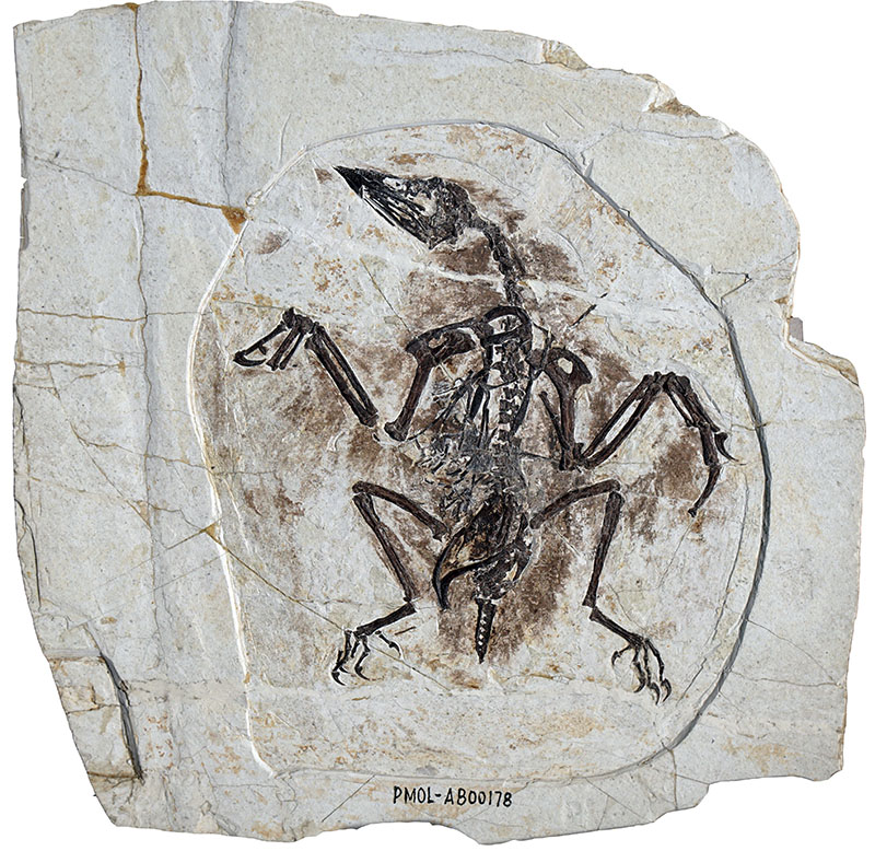 ���Ⱥ�����Ⱥ��������һ�����֡���ʦ��������