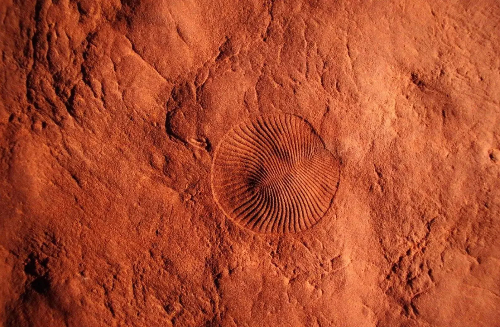 ȫ��������Ӧ�ļ��ٵ���5.5����ǰ�𵩼�ĩ�ڳ��ֵ�һ�ζ�������