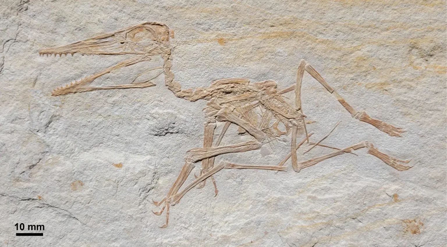 �¹��ͷ������ݷ�����������������ϱ걾��ʯPterodactylus antiquus