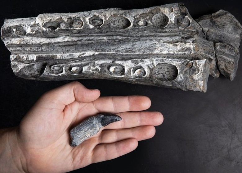 �����ڻ����ݹ��ҹ�԰�������37��������ʯ ��Ϊ����������