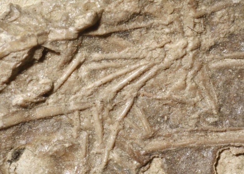 1.2����ǰ����С������ʯ�Ǽܺ��вز����ද���֫