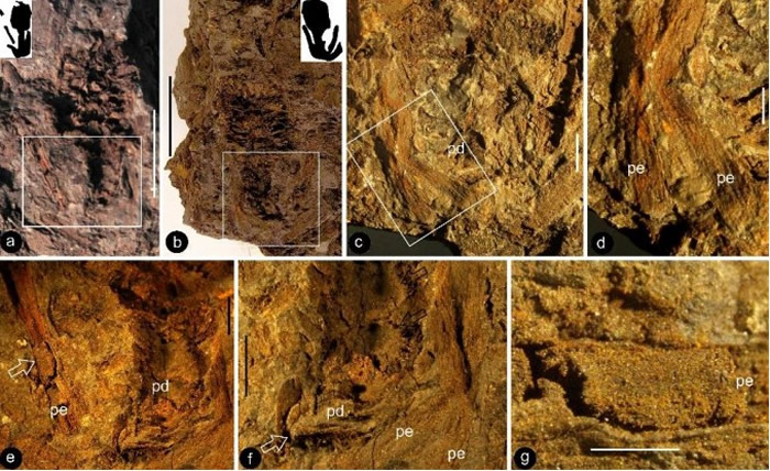内蒙古发现一亿年前“胜利锡林花”化石 白垩纪球果状花朵解剖学研究新进展