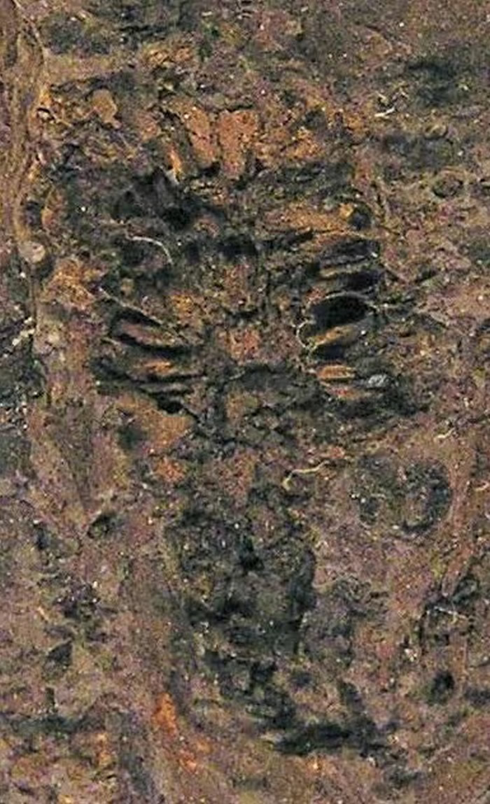 内蒙古发现一亿年前“胜利锡林花”化石 白垩纪球果状花朵解剖学研究新进展