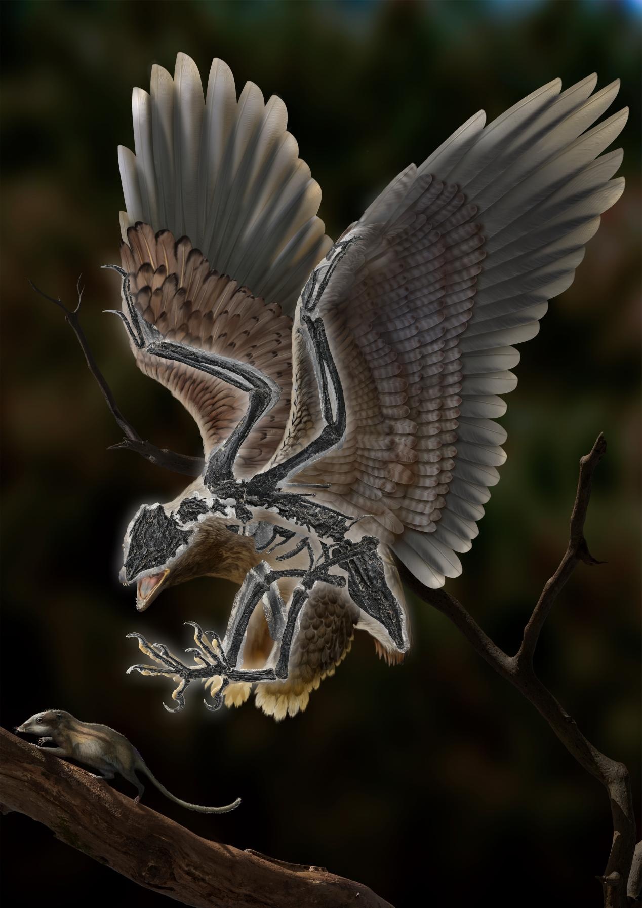 朱氏克拉通鸷：长着恐龙头骨和怪异身体的白垩纪鸟类