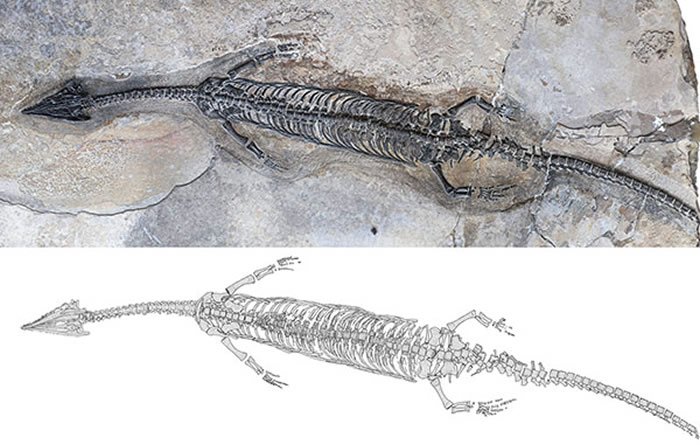 云南省罗平县中三叠世海相地层发现新的肿肋龙科爬行动物化石：“奇异罗平龙”