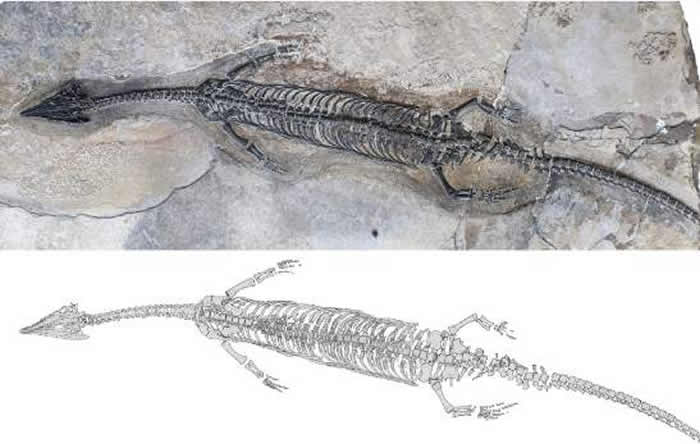云南省罗平县发现2.44亿年前肿肋龙科爬行动物：奇异罗平龙