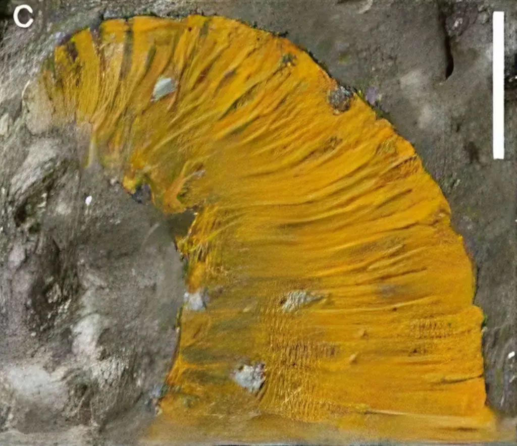摩洛哥Tafilalt生物群遗址发现两个保存完好的4.55亿年前奥陶纪海洋蠕虫化石