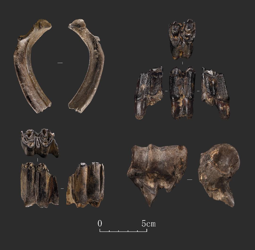 四川资阳濛溪河4万年前古人类遗址考古发现疑似木器、骨器