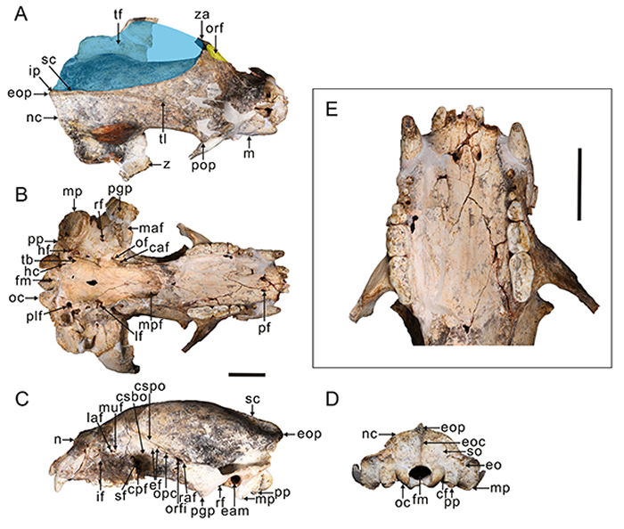 ���������ξ����������޺���ͷ�ǻ�ʯ Ϊ̽���й��������޺��ܵ����ڱ����ṩ��֤��