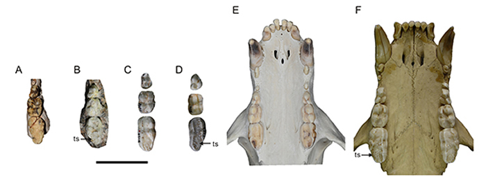 ���������ξ����������޺���ͷ�ǻ�ʯ Ϊ̽���й��������޺��ܵ����ڱ����ṩ��֤��