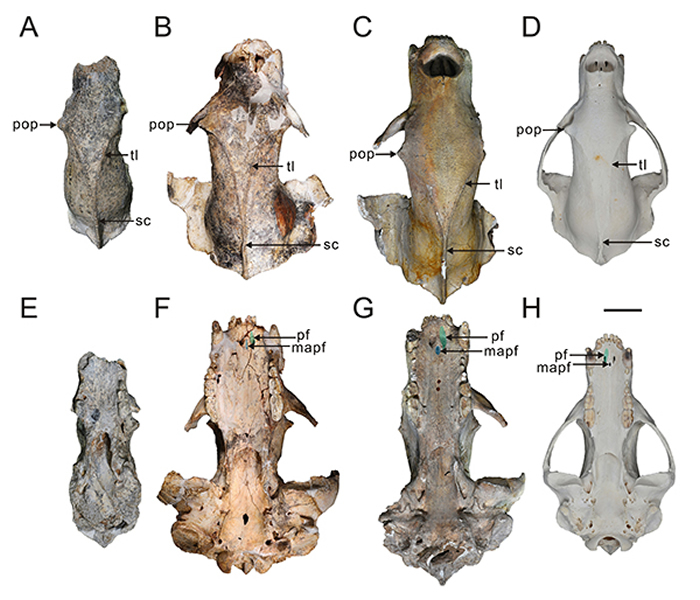 ���������ξ����������޺���ͷ�ǻ�ʯ Ϊ̽���й��������޺��ܵ����ڱ����ṩ��֤��