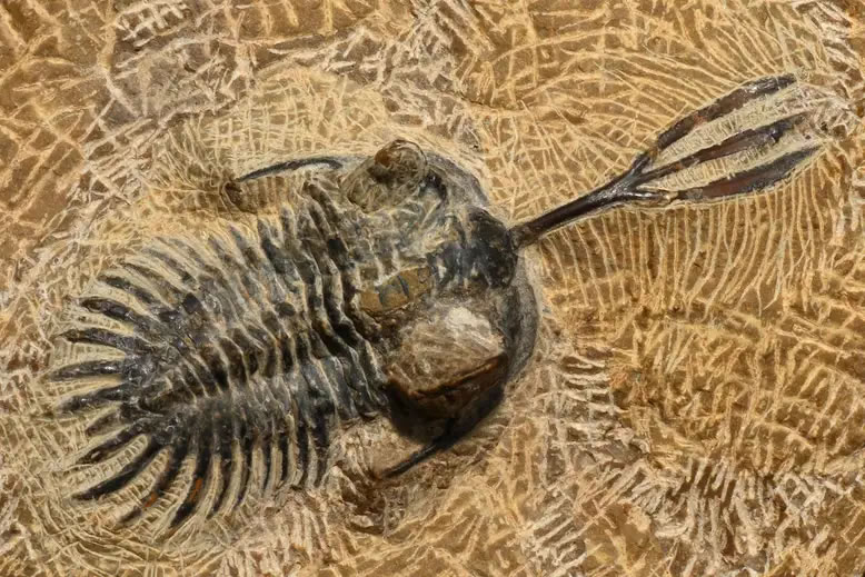 三叶虫使用头上类似三叉戟的角来争夺配偶 表明至少在4亿年前动物首次在性战斗中决斗