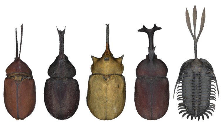 独特的Walliserops三叶虫三叉戟显示争夺配偶的行为可以追溯到4亿年前