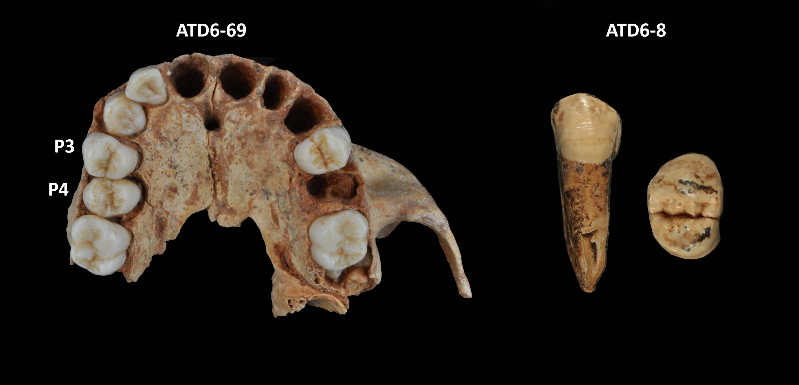 尼安德特人并不是唯一一个牙齿以拥有薄牙釉质为特征的物种