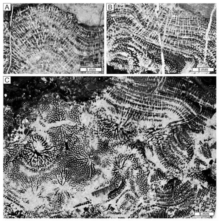 《澳大利亚古生物》：华北板块奥陶纪拉贝希层孔海绵研究取得新进展