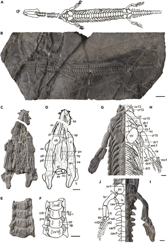 �����Ŀ�������ж������ȵ�������̬����Ӧ�Է���