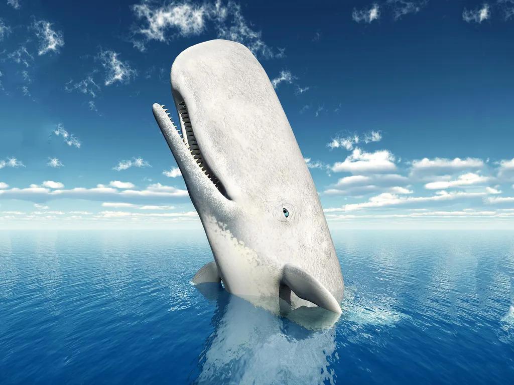 鲸鱼体型为何变得巨大？新研究强调了四个基因的作用