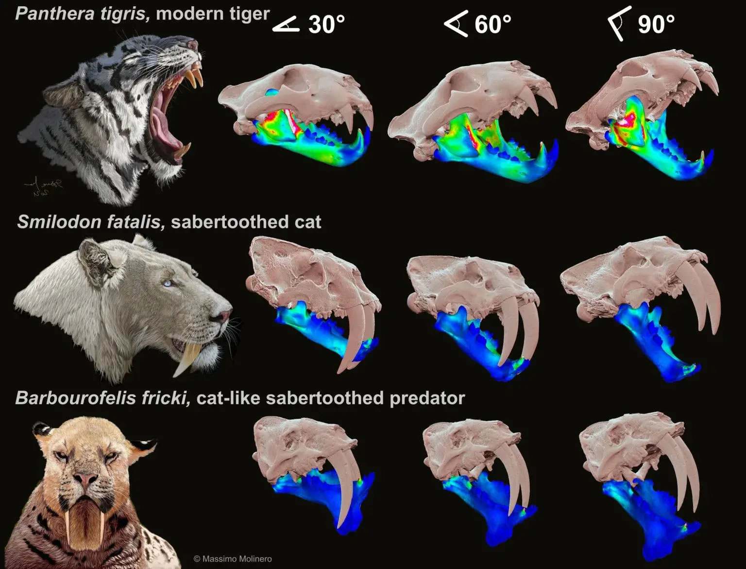 刃齿虎的咬合能力研究揭示剑齿食肉动物咬合背后的科学原理